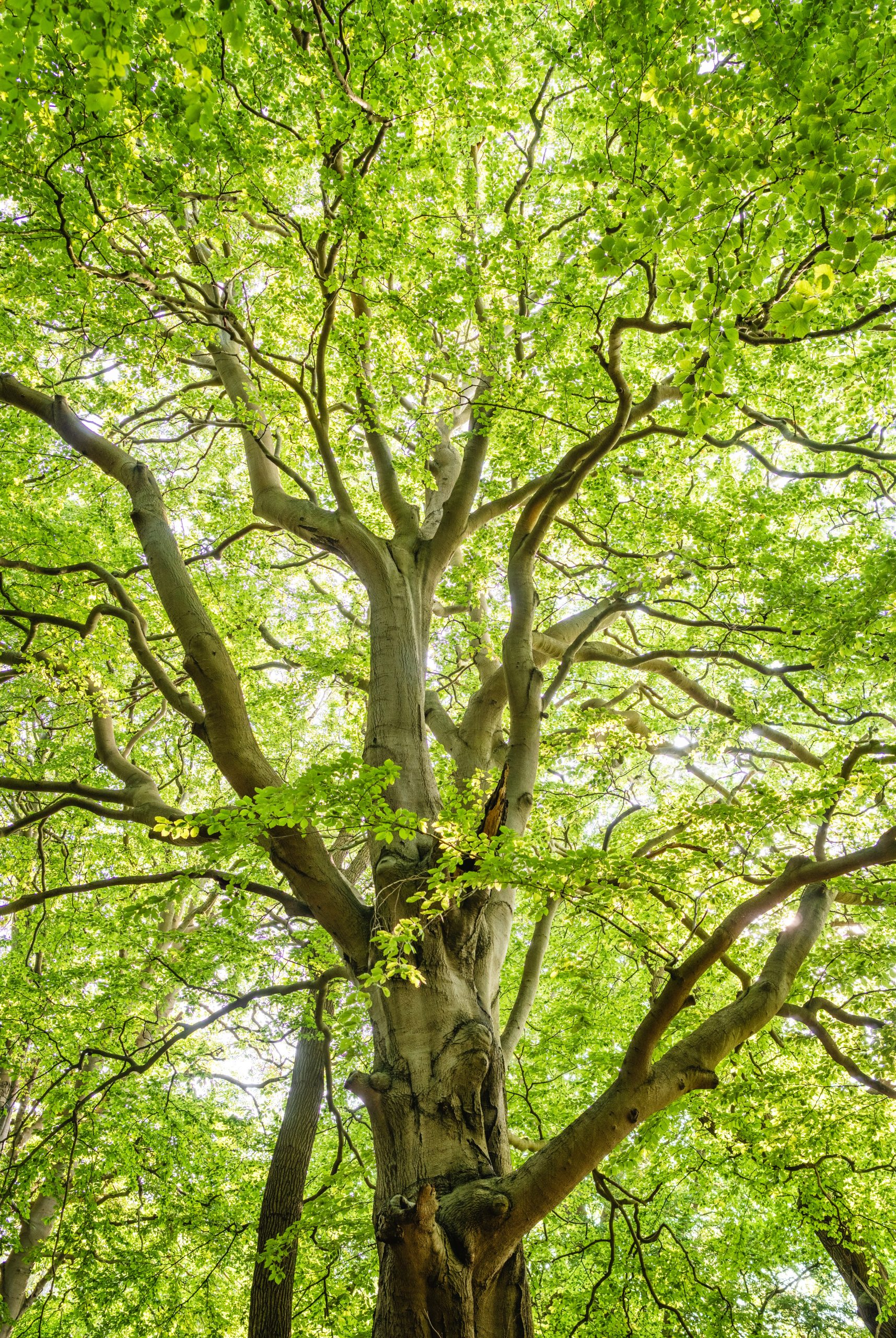 Medicinal plants and trees for use in magick – beginner’s guide